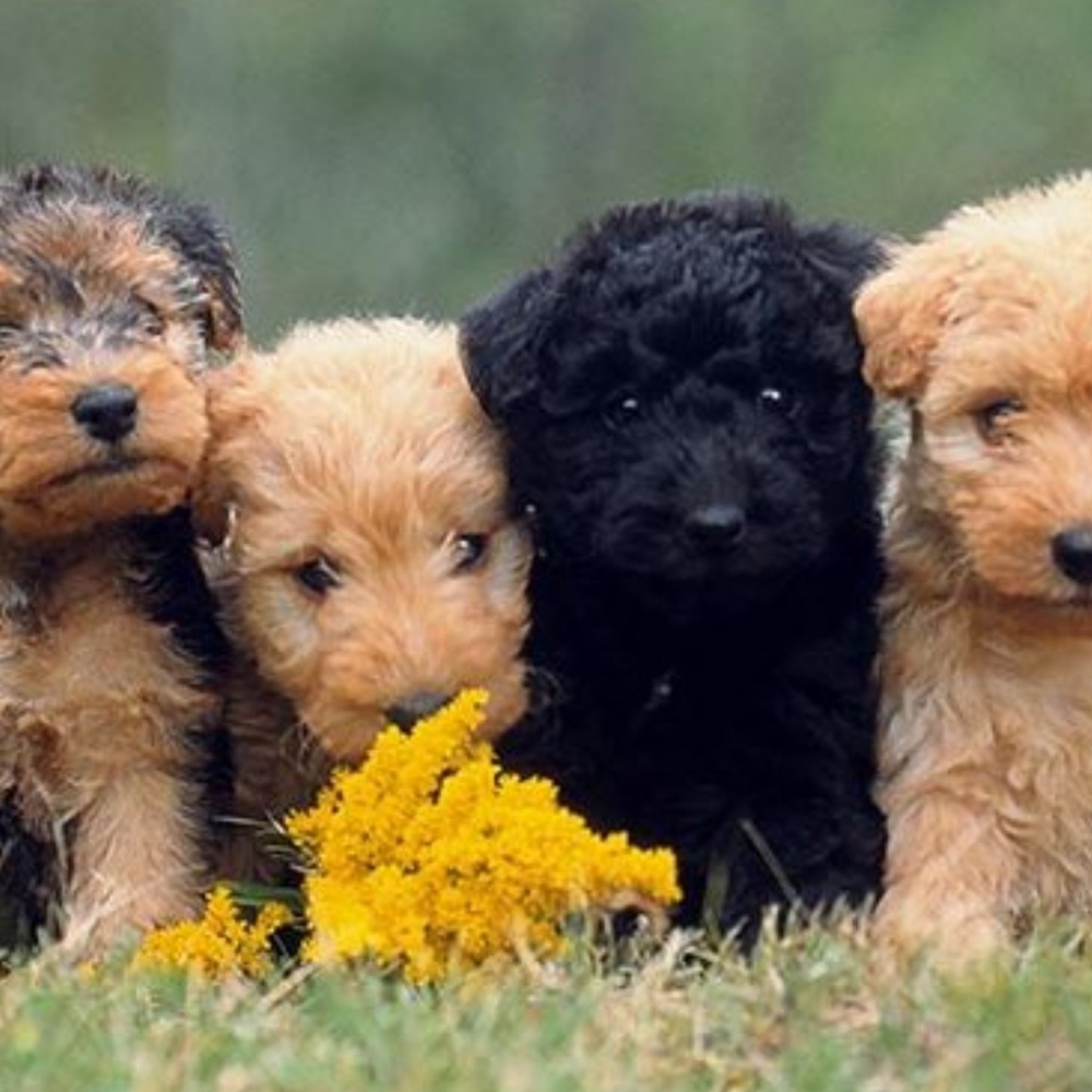 Meet your Posher, Erica